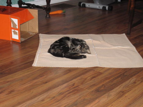 Picture of a cat / kitten / feline