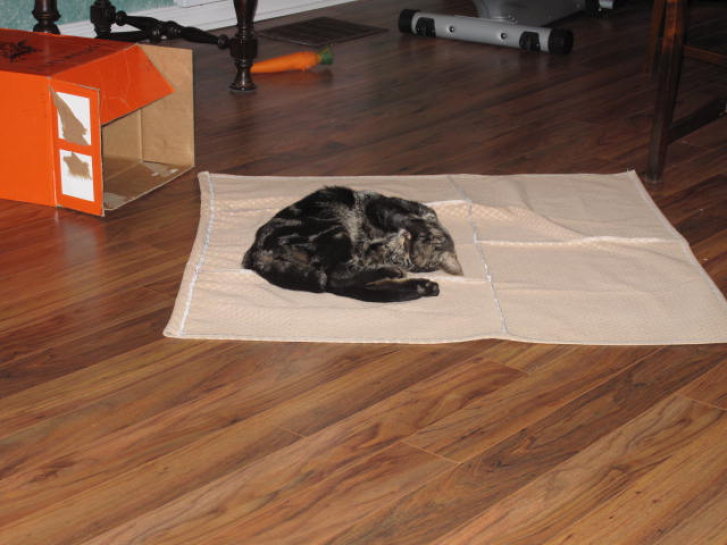 Picture of a cat / kitten / feline