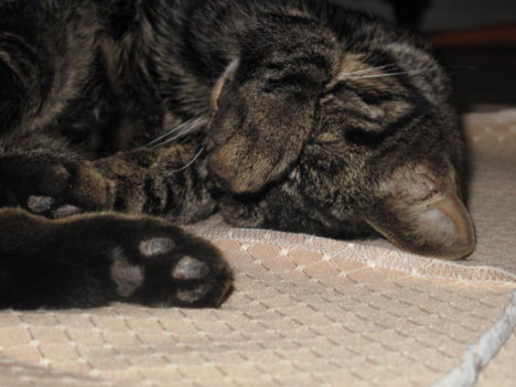 Picture of a cat / kitten / feline