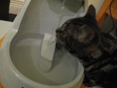 Picture of a cat / kitten / feline