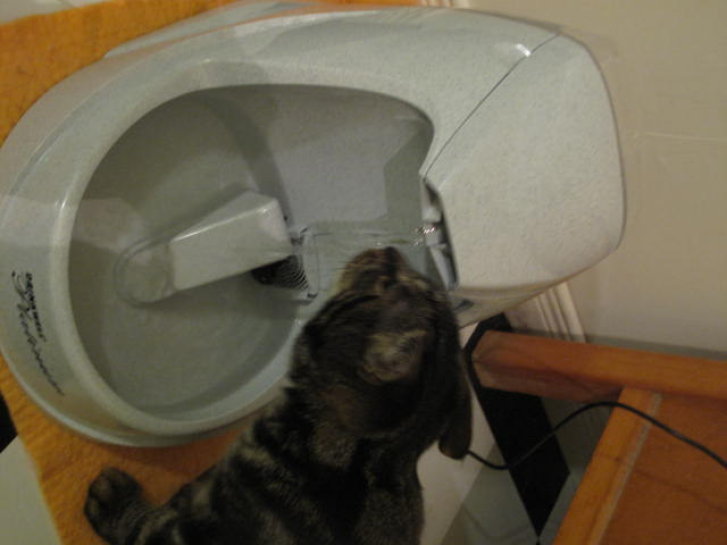 Picture of a cat / kitten / feline