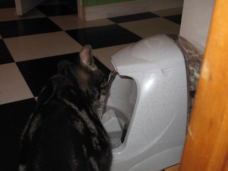 Picture of a cat / kitten / feline