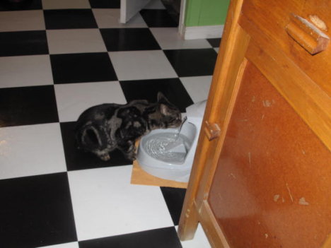 Picture of a cat / kitten / feline