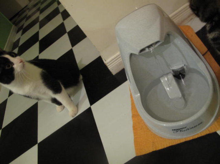 Picture of a cat / kitten / feline