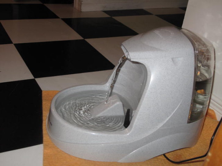 Picture of a cat / kitten / feline