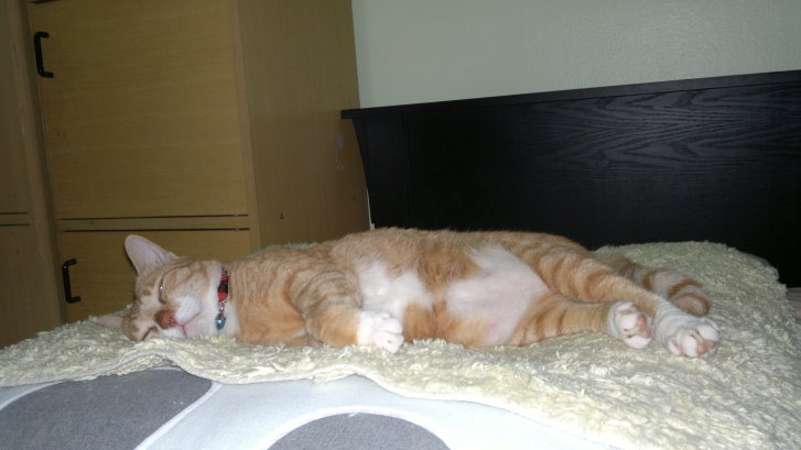 Picture of a cat / kitten / feline