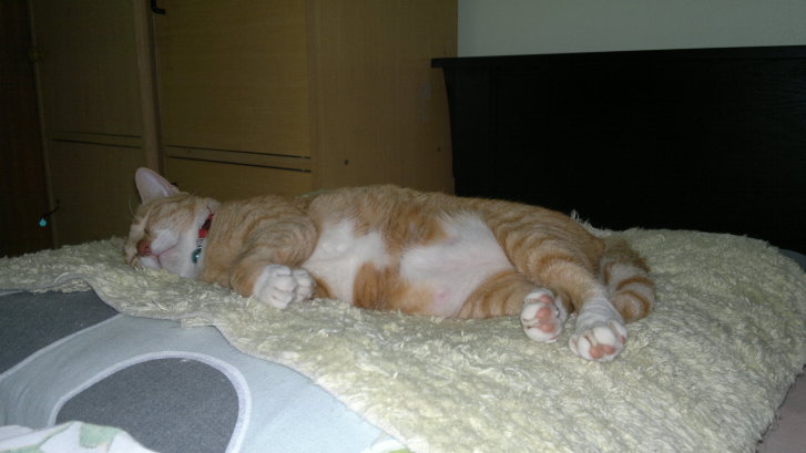 Picture of a cat / kitten / feline