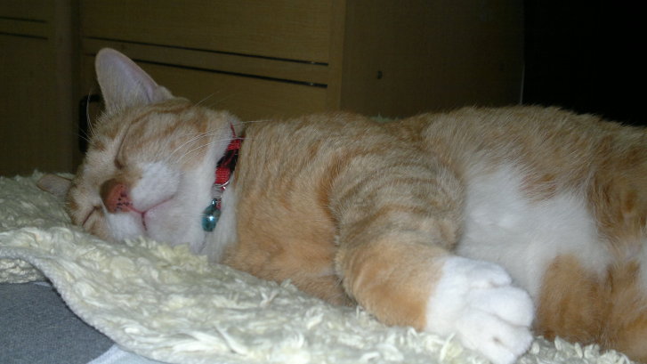 Picture of a cat / kitten / feline