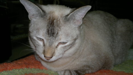 Picture of a cat / kitten / feline