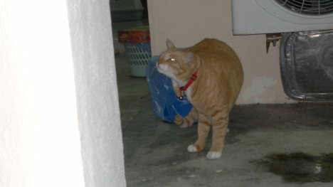 Picture of a cat / kitten / feline