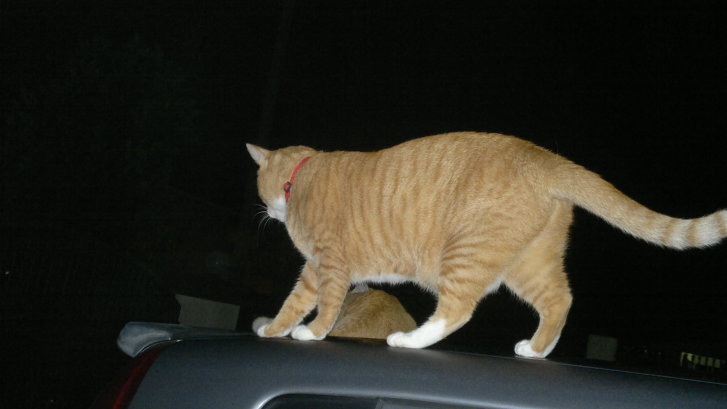 Picture of a cat / kitten / feline