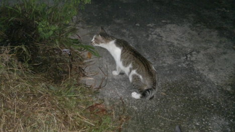 Picture of a cat / kitten / feline