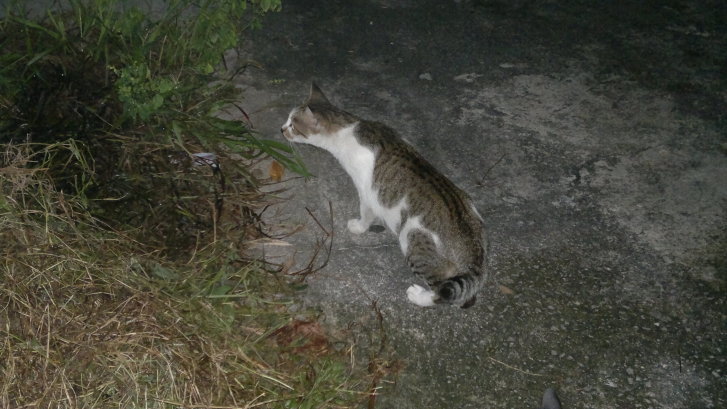 Picture of a cat / kitten / feline