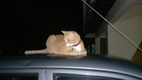 Picture of a cat / kitten / feline