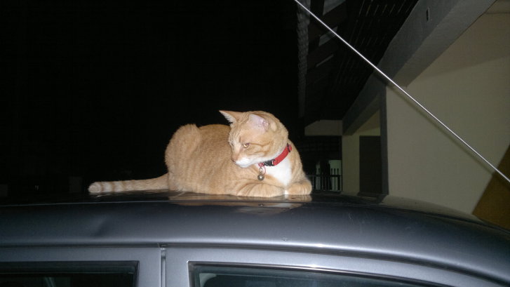 Picture of a cat / kitten / feline