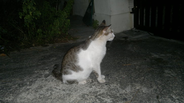 Picture of a cat / kitten / feline