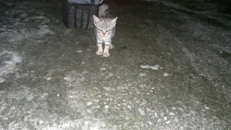 Picture of a cat / kitten / feline