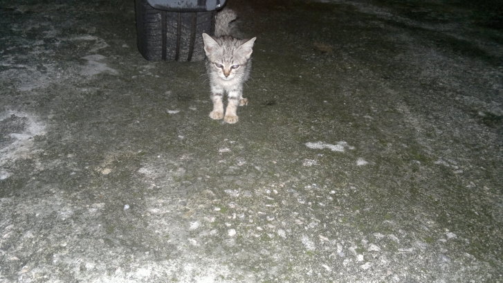 Picture of a cat / kitten / feline