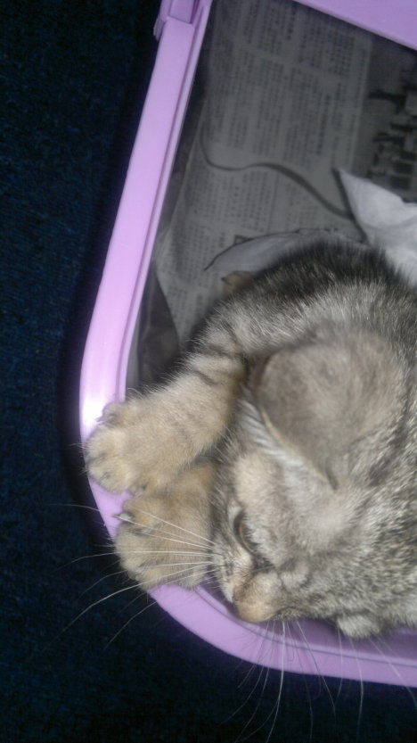 Picture of a cat / kitten / feline