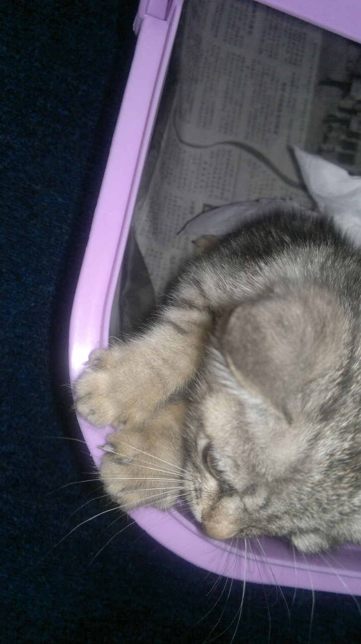 Picture of a cat / kitten / feline