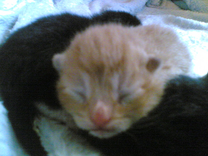 Picture of a cat / kitten / feline