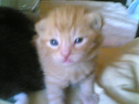 Picture of a cat / kitten / feline