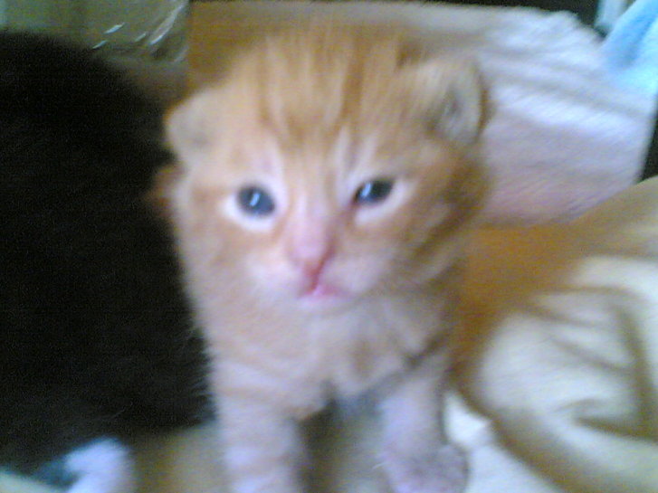 Picture of a cat / kitten / feline