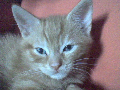 Picture of a cat / kitten / feline
