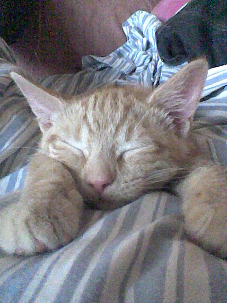 Picture of a cat / kitten / feline