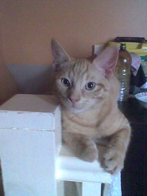 Picture of a cat / kitten / feline