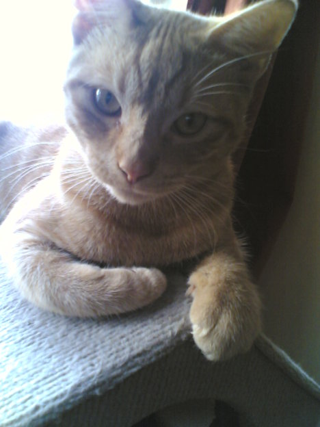 Picture of a cat / kitten / feline