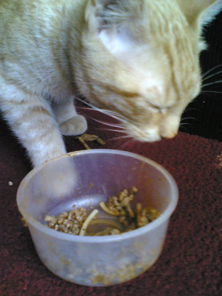 Picture of a cat / kitten / feline