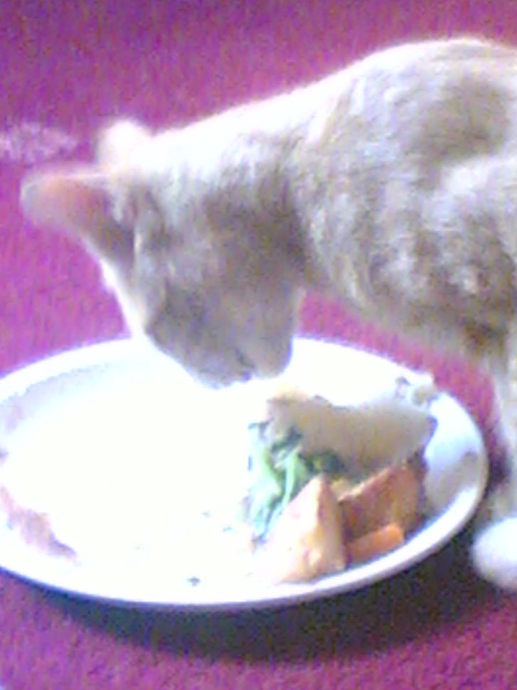 Picture of a cat / kitten / feline