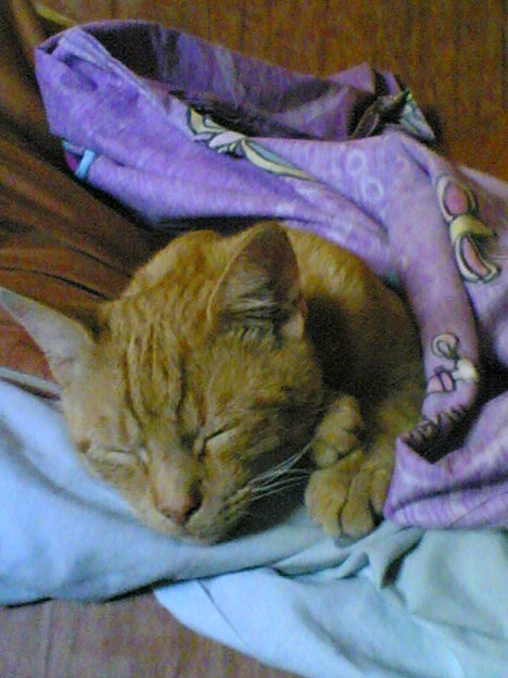 Picture of a cat / kitten / feline