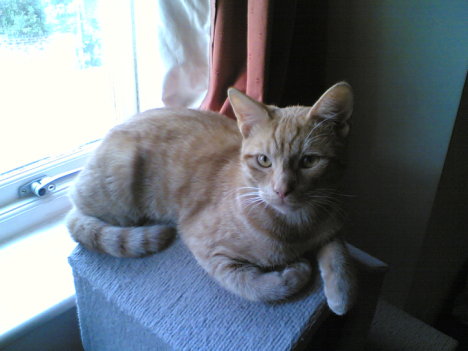 Picture of a cat / kitten / feline