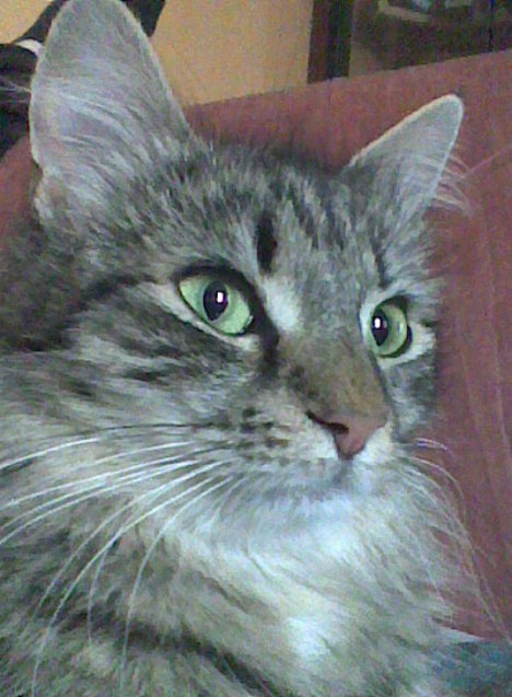 Picture of a cat / kitten / feline