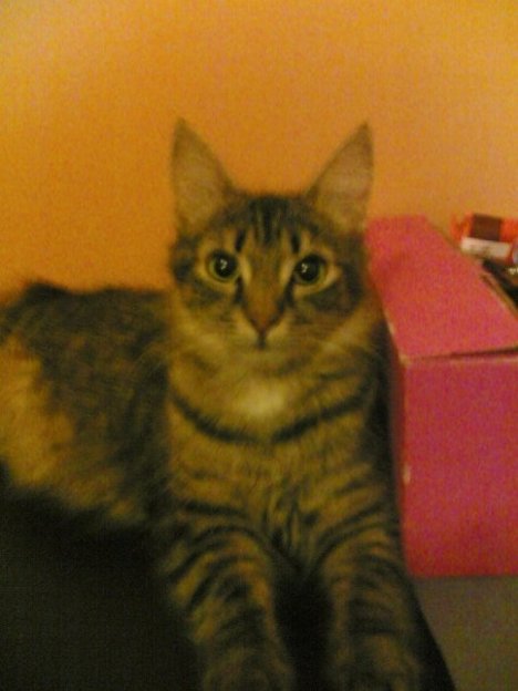 Picture of a cat / kitten / feline