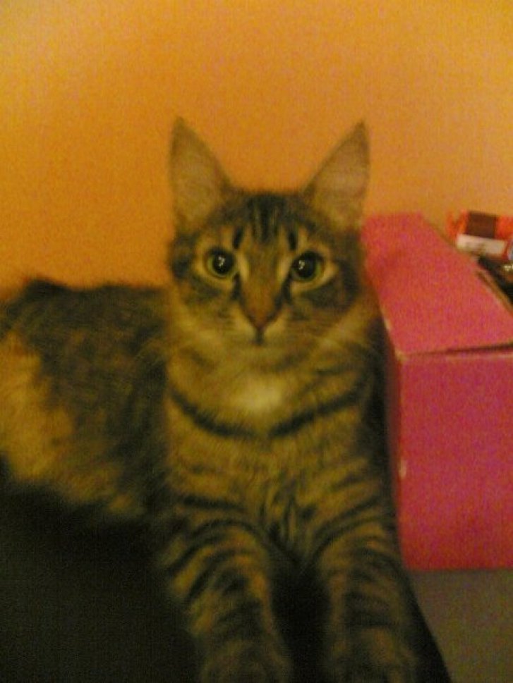 Picture of a cat / kitten / feline