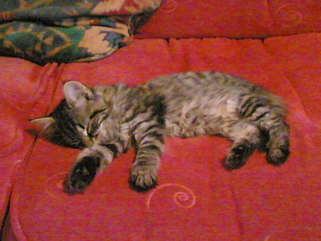 Picture of a cat / kitten / feline