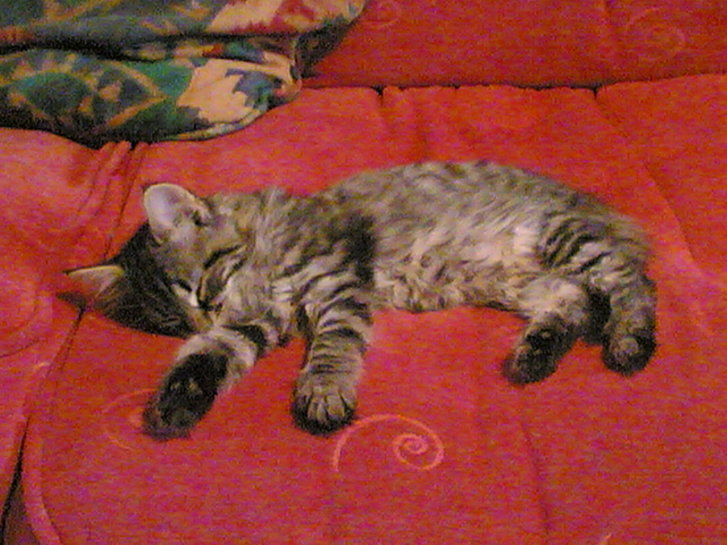 Picture of a cat / kitten / feline