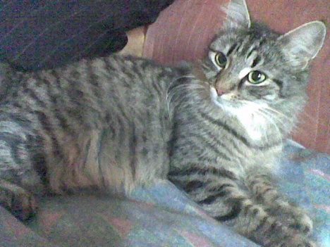 Picture of a cat / kitten / feline