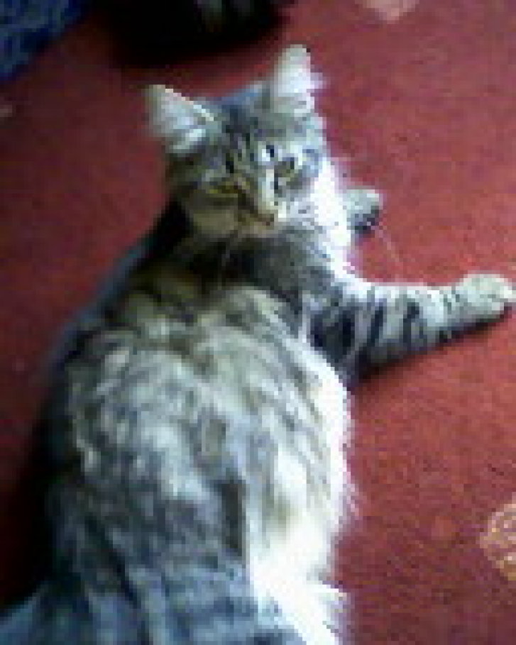 Picture of a cat / kitten / feline