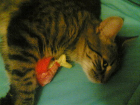 Picture of a cat / kitten / feline