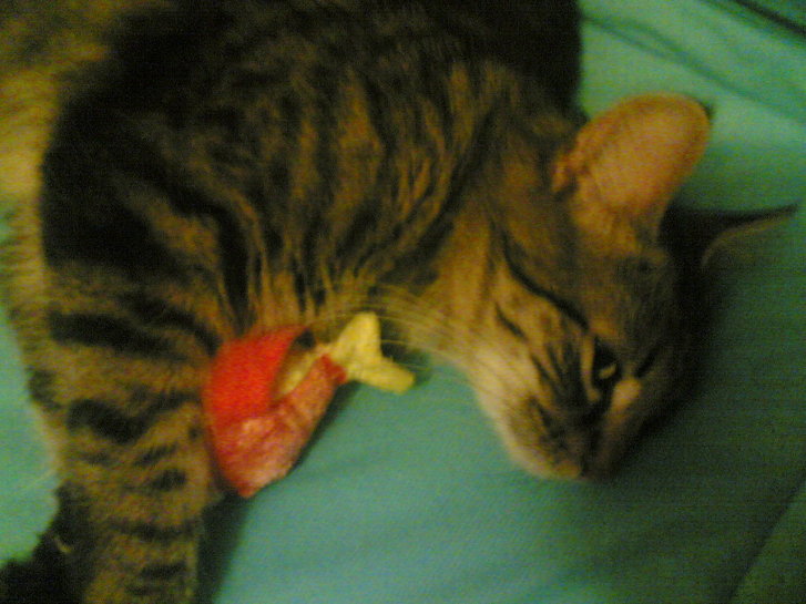 Picture of a cat / kitten / feline