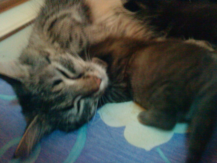 Picture of a cat / kitten / feline