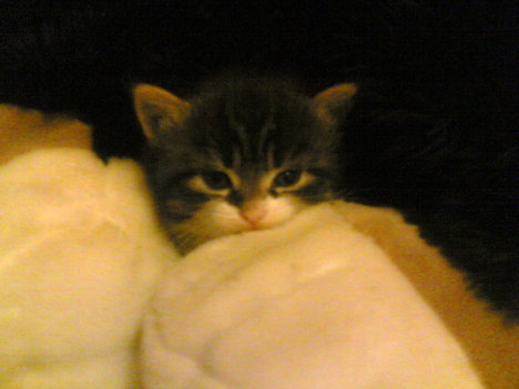 Picture of a cat / kitten / feline