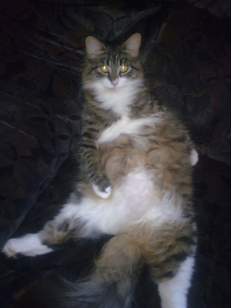 Picture of a cat / kitten / feline