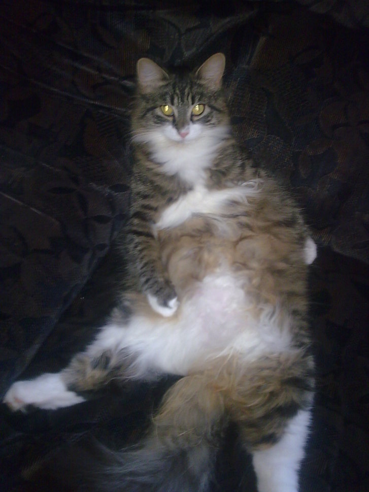 Picture of a cat / kitten / feline