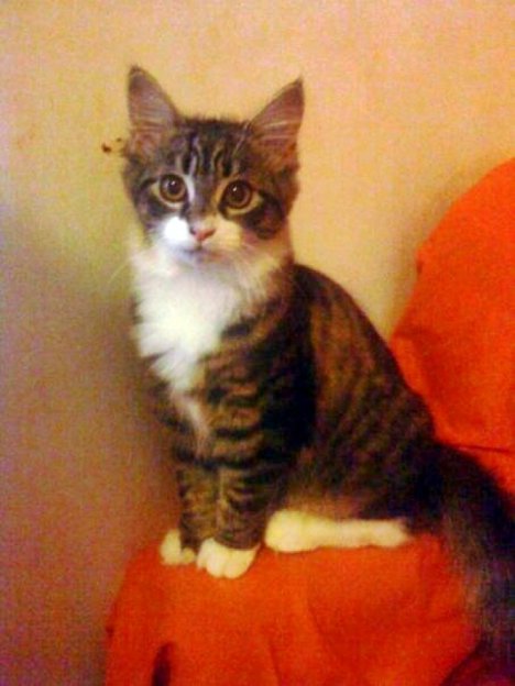 Picture of a cat / kitten / feline