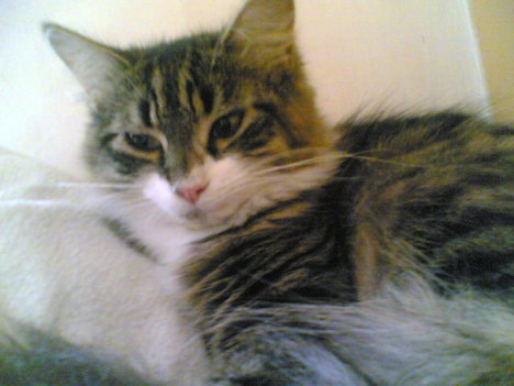 Picture of a cat / kitten / feline